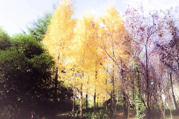 Árboles Otoño Bosque — Foto de Stock