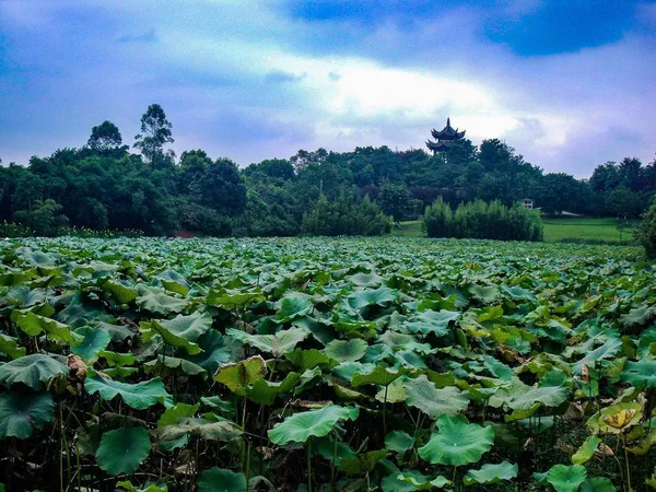 Hermosa Vista Del Jardín — Foto de Stock