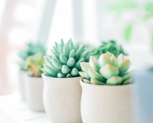 Close Fresh Succulents Cacti Plants Copy Space — Stock Photo, Image