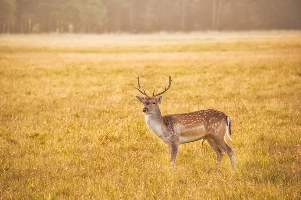 young deer in the field.