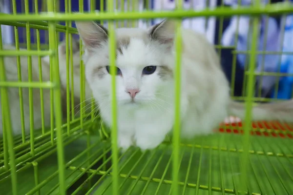 Μικρή Λευκή Γάτα Στο Κλουβί — Φωτογραφία Αρχείου
