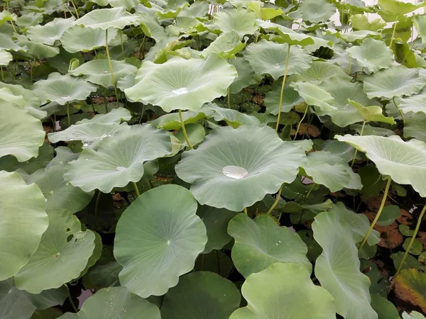 Flores Agua Hojas Verdes Estanque — Foto de Stock