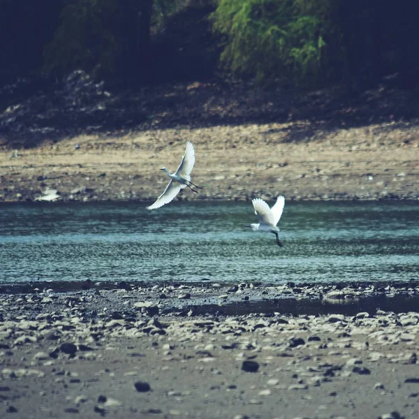 seagulls on the lake in the sea
