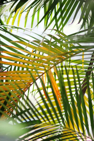 green leaf in the palm tree
