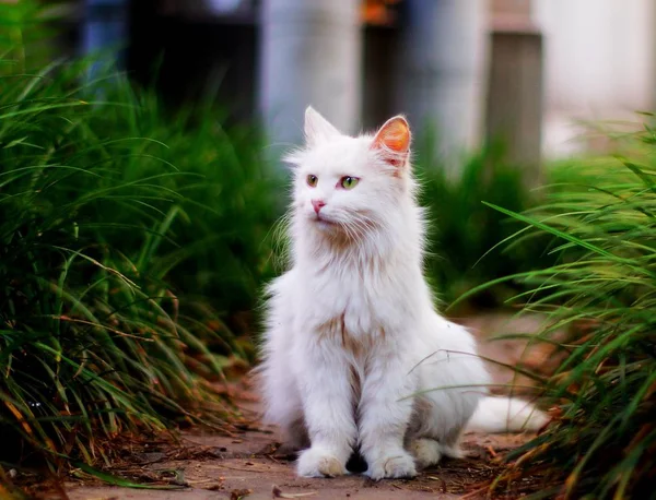 adorable domestic pet cat