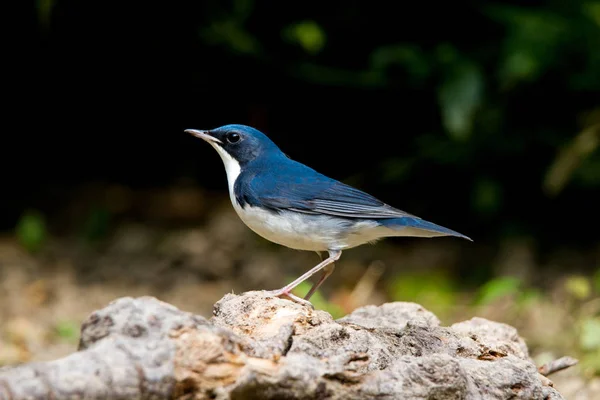 Porträtt Fågel Gren — Stockfoto