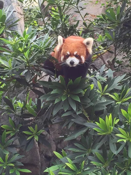 cute red panda in the forest