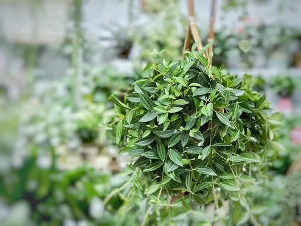 Hojas Verdes Frescas Jardín — Foto de Stock