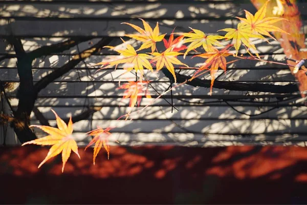 autumn maple leaves in the garden