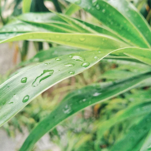 Gotas Agua Hierba Gotas Rocío — Foto de Stock