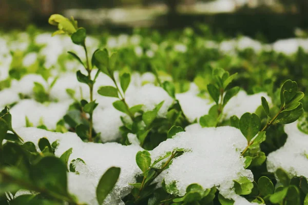 Hojas Verdes Jardín — Foto de Stock