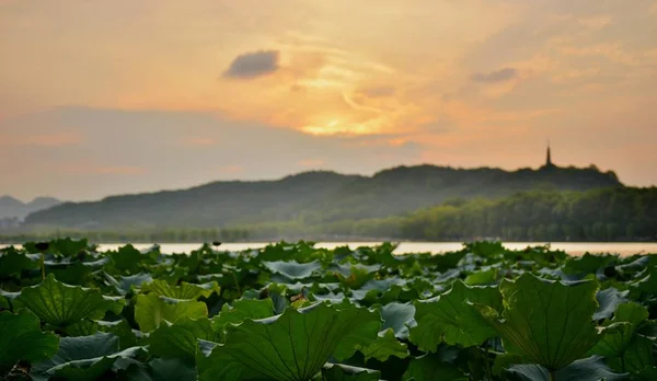 Puesta Sol Verde Sobre Lago — Foto de Stock