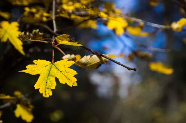 Beautiful autumn scenery background