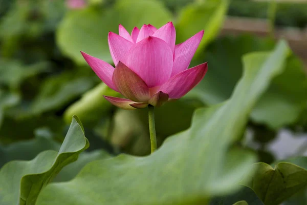 The lotus bloom in Yuanmingyuan has fully bloomed, and the appreciation of the lotus has been gras