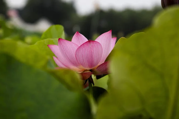 The lotus bloom in Yuanmingyuan has fully bloomed, and the appreciation of the lotus has been gras