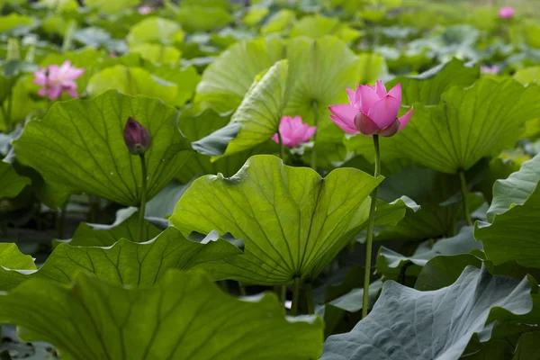 Floración Del Loto Yuanmingyuan Florecido Completamente Apreciación Del Loto Sido — Foto de Stock