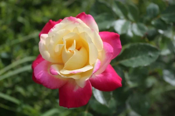 Hermosa Flor Florecen Primavera Cerca — Foto de Stock