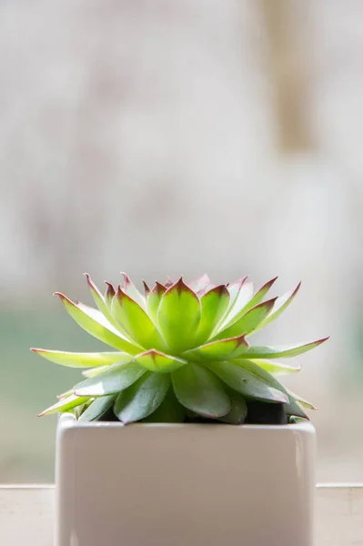 Floral Plants Decorative Succulent — Stock Photo, Image