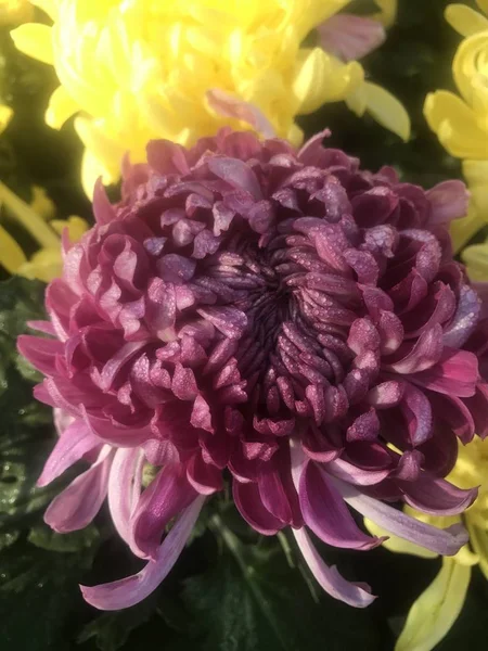 Beautiful purple chrysanthemum flower,  close up