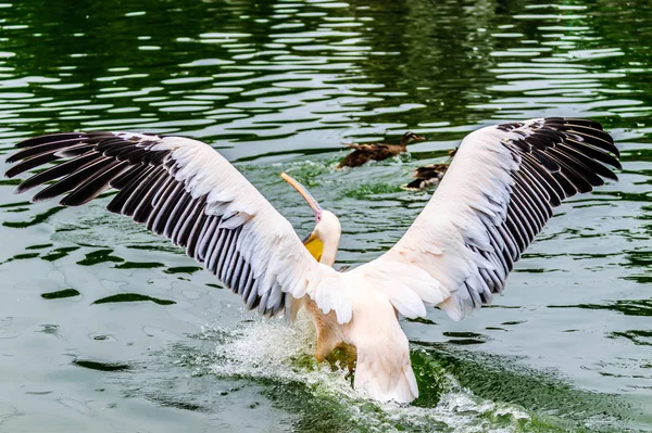 Птах Озері — стокове фото