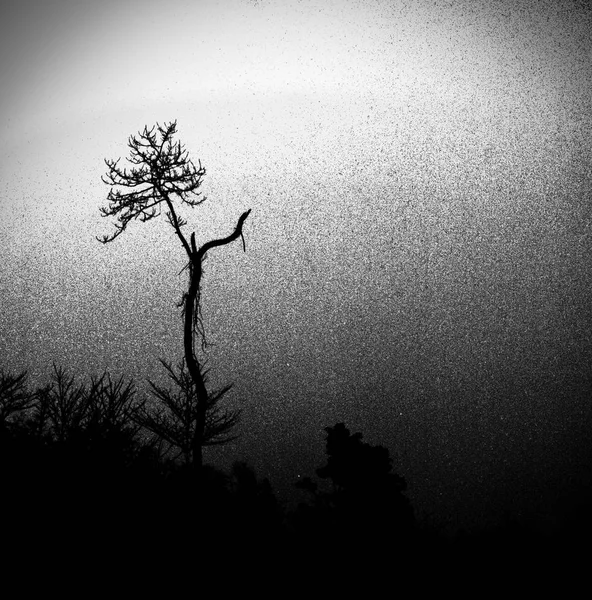black silhouette of the tree.