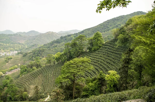 tea plantation in china, italy