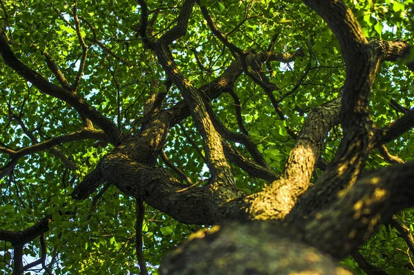 Grønt Tre Parken – stockfoto