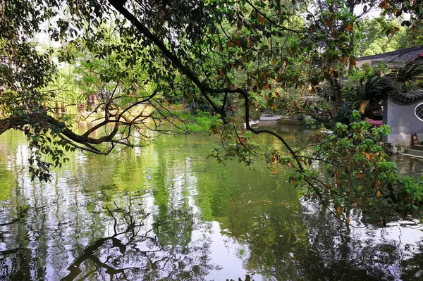 Hermoso Paisaje Con Árboles Hojas Verdes — Foto de Stock