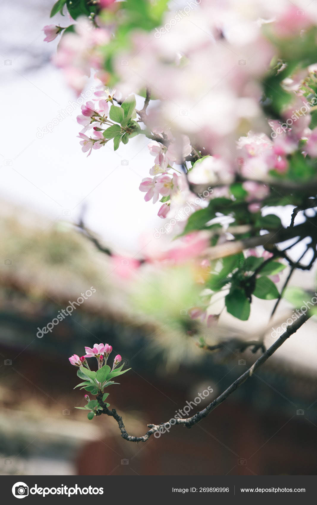 Las Flores Lila Begonia Templo Fayuan: fotografía de stock ©  Imaginechina-Tuchong #269896996 | Depositphotos