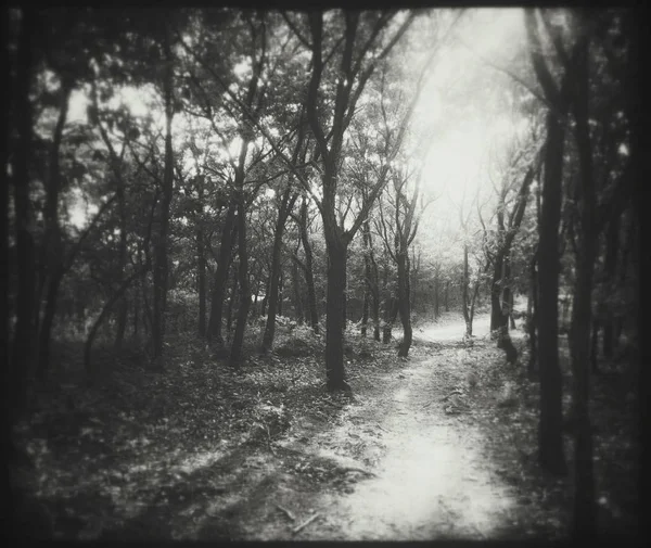 black and white forest in the park