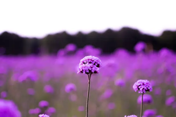 Nyári Mező Gyönyörű Vadvirágok — Stock Fotó
