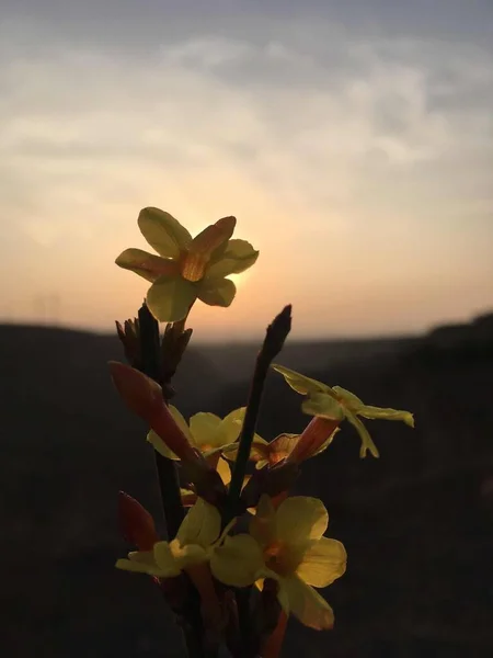 yellow flowers in the sunset sky.
