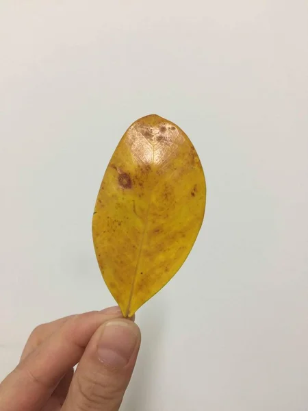 Mano Sosteniendo Una Hoja Amarilla Sobre Fondo Blanco — Foto de Stock