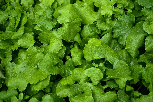 green lettuce leaves, flora