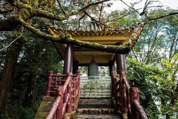 Hermoso Árbol Bambú Parque — Foto de Stock