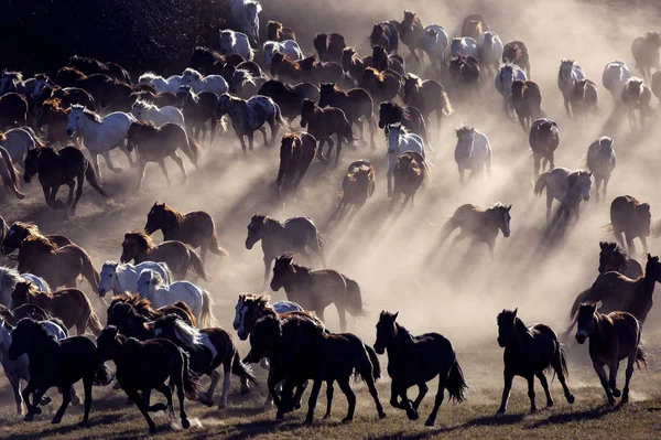 Troupeau Chevaux Dans Les Champs — Photo