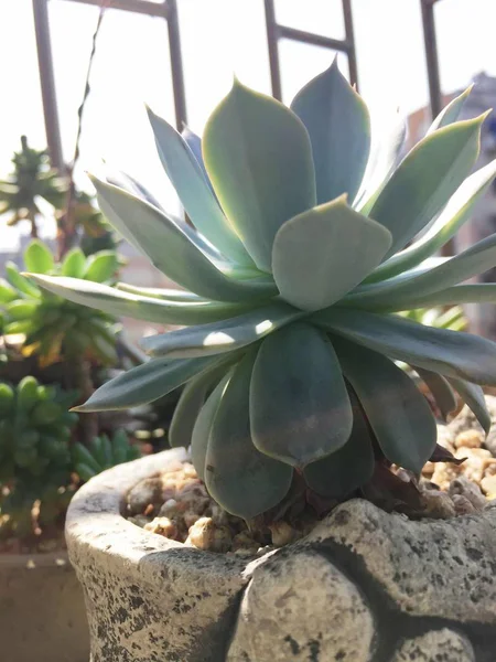 Planta Suculenta Cactus Flora — Foto de Stock