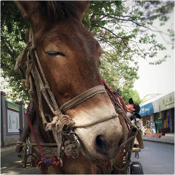 Caballo Parque — Foto de Stock