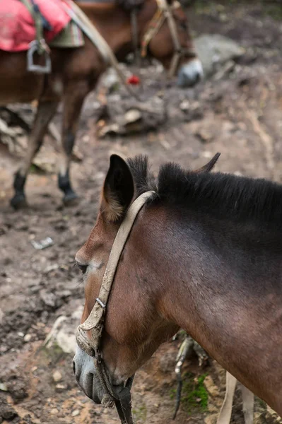 equine animal, horse mammal