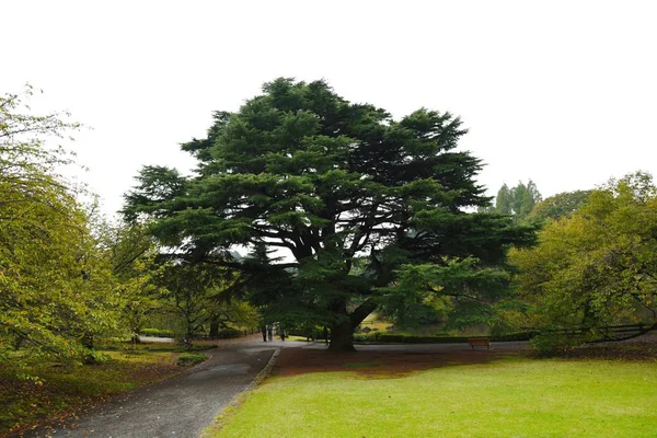 Árboles Verdes Parque — Foto de Stock