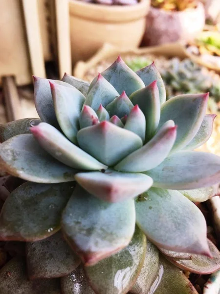 Primer Plano Suculentas Frescas Plantas Cactus — Foto de Stock