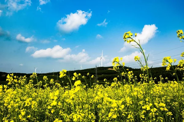 field with yellow flowers and blue sky