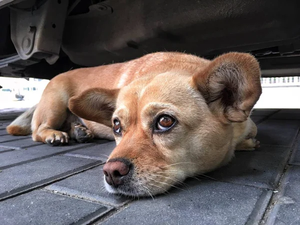 adorable dog outside at day time