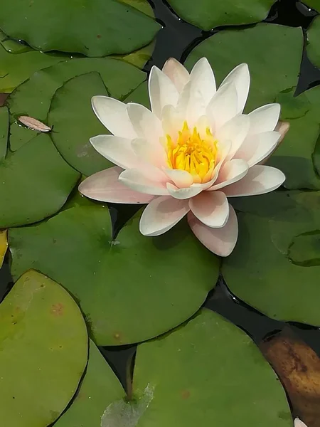 Schöne Blühende Lotusblume Teich — Stockfoto
