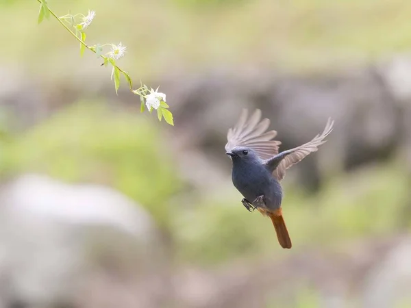 great bird perched on a branch