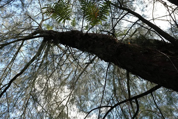 Viejo Árbol Bosque — Foto de Stock
