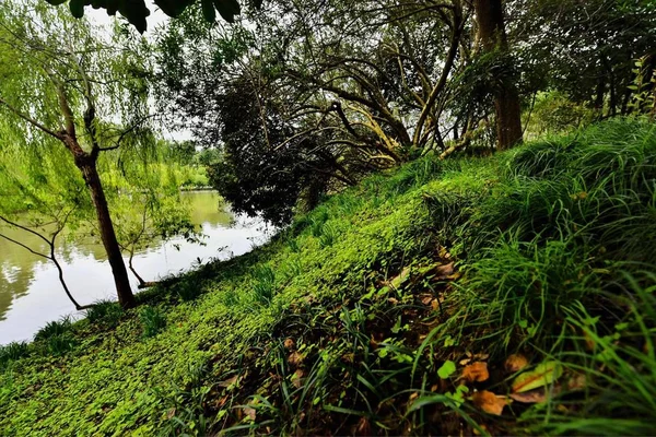 stock image green trees in the forest.