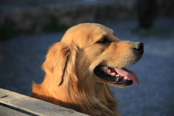 Lindo Perro Recuperador Calle — Foto de Stock