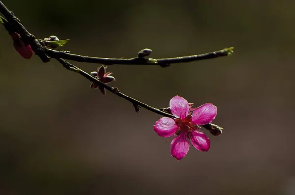 Вид Цветение Весеннего Дерева — стоковое фото