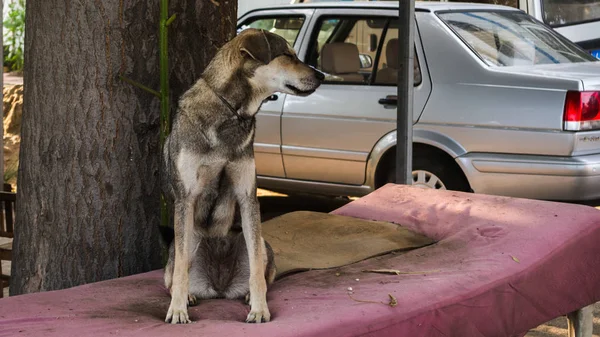 domestic dog on the street at daytime